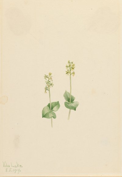 Rocky Mountain Twayblade Ophrys necrophylla, 1919. 作者 玛丽·沃克斯·沃尔科特