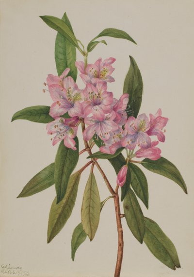 玫瑰湾杜鹃花 Rhododendron carolinianum, 1932. 作者 玛丽·沃克斯·沃尔科特