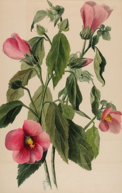 玫瑰龙胆 Sabbatia angularis, 1880. 作者 玛丽·沃克斯·沃尔科特