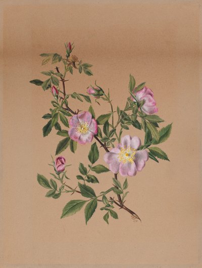 Rose Mallow Hibiscus moscheutos, 1878. 作者 玛丽·沃克斯·沃尔科特