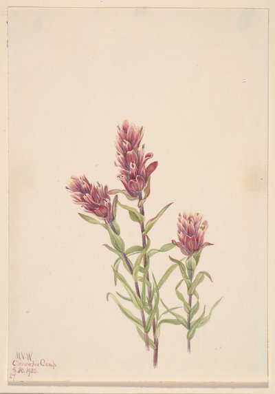 Rose Paintbrush Castilleja pallida, 1920. 作者 玛丽·沃克斯·沃尔科特
