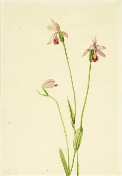 波哥尼亚玫瑰（Pogonia ophioglossoides） 作者 玛丽·沃克斯·沃尔科特
