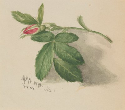 蔷薇花，1872年。 作者 玛丽·沃克斯·沃尔科特