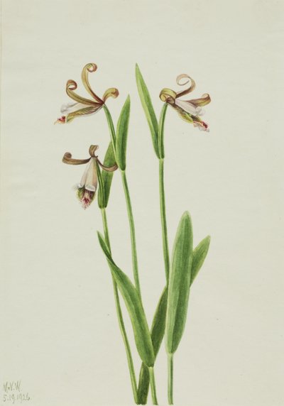 Rosebud Orchid Pogonia divaricata, 1926. 作者 玛丽·沃克斯·沃尔科特