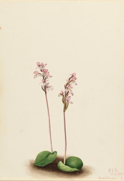 圆叶兰 Orchis rotundifolia, 1924. 作者 玛丽·沃克斯·沃尔科特