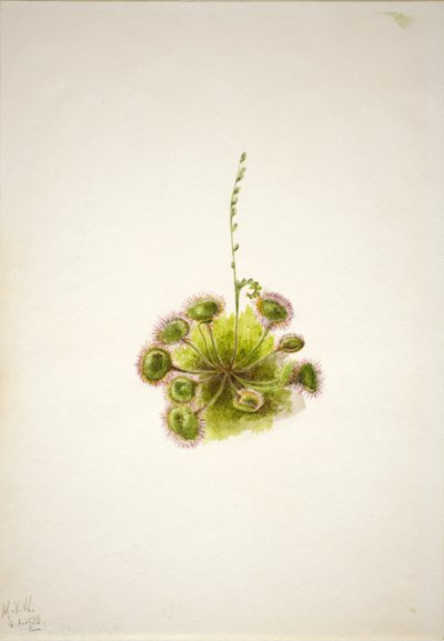圆叶圣草（Drosera rotundifolia） 作者 玛丽·沃克斯·沃尔科特