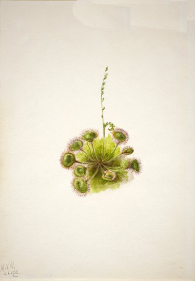 Roundleaf Sundew Drosera rotundifolia, 1933. 作者 玛丽·沃克斯·沃尔科特