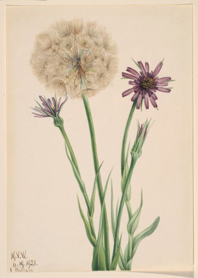 沙参（Tragopogon porrifolius） 作者 玛丽·沃克斯·沃尔科特