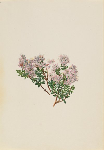 沙桃金娘（Leiophyllum lyoni） 作者 玛丽·沃克斯·沃尔科特