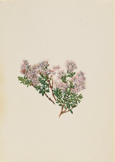 沙地桃花Leiophyllum lyoni，约1930年代。 作者 玛丽·沃克斯·沃尔科特