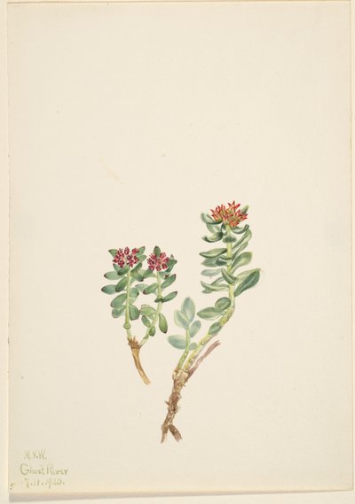 Sanifoiga adscendeus, 1920. 作者 玛丽·沃克斯·沃尔科特