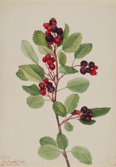 Saskatoon Amelanchier alnifolia, 1923. 作者 玛丽·沃克斯·沃尔科特