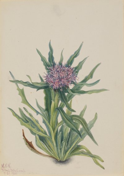 苏云金（Saussurea densa） 作者 玛丽·沃克斯·沃尔科特