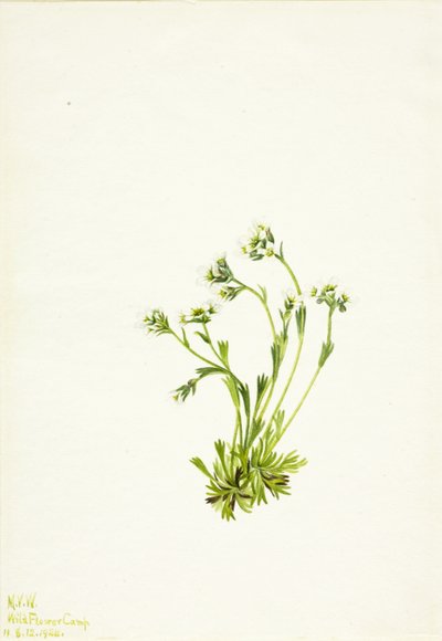 Saxifrage Saxifraga caespitosa, 1924. 作者 玛丽·沃克斯·沃尔科特