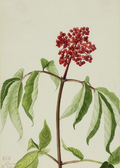 Scarlet Elder Sambucus pubens, 1922. 作者 玛丽·沃克斯·沃尔科特