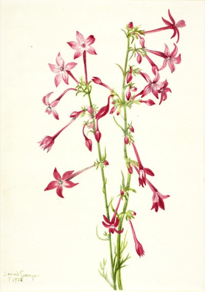 猩红姬利亚（Gilia aggregata） 作者 玛丽·沃克斯·沃尔科特