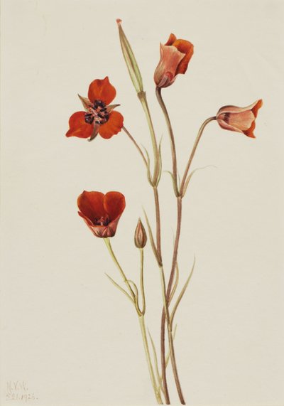 绯红姬蛙（Calochortus kennedyi） 作者 玛丽·沃克斯·沃尔科特