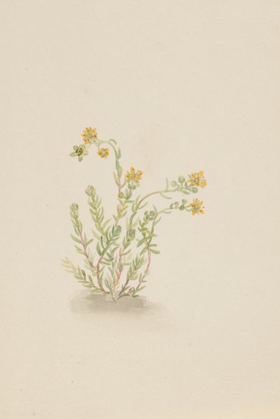 Sedum stenopetalum, c. 1917-1918. 作者 玛丽·沃克斯·沃尔科特