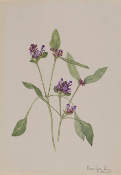 自愈（Prunella vulgaris） 作者 玛丽·沃克斯·沃尔科特