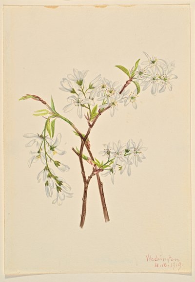 浒苔 (Amelianchier oblongifolia) 作者 玛丽·沃克斯·沃尔科特