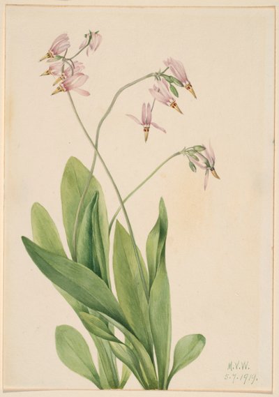 流星（Dodecatheon meadia） 作者 玛丽·沃克斯·沃尔科特