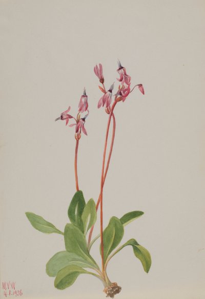 Shooting Star Dodecatheon hendersonii, 1936. 作者 玛丽·沃克斯·沃尔科特