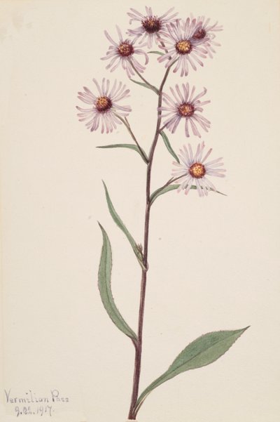 Showy Aster Aster conspicuus, 1917. 作者 玛丽·沃克斯·沃尔科特
