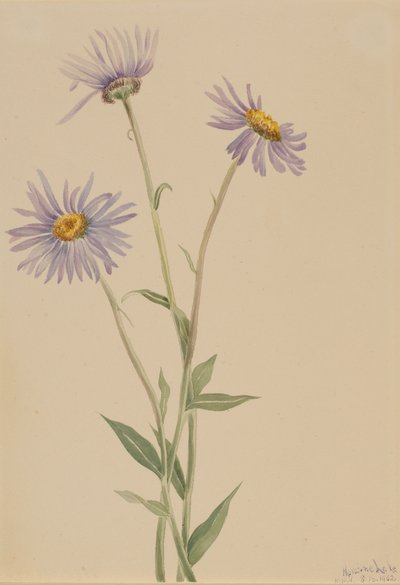 Showy Fleabane Erigeron salsuginosus, 1902. 作者 玛丽·沃克斯·沃尔科特