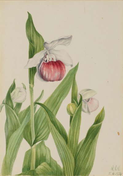 艳丽女拖鞋（Cypripedium reginae） 作者 玛丽·沃克斯·沃尔科特