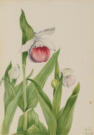 艳丽的夫人的拖鞋 Cypripedium reginae, 1924. 作者 玛丽·沃克斯·沃尔科特