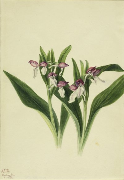 艳兰（Orchis spectabilis） 作者 玛丽·沃克斯·沃尔科特