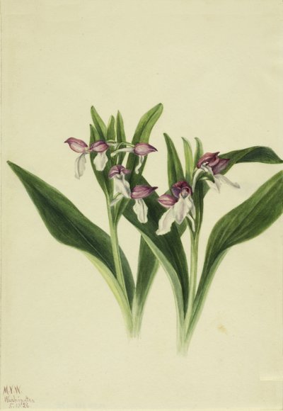 艳丽的兰花 Orchis spectabilis, 1926. 作者 玛丽·沃克斯·沃尔科特