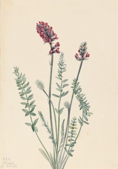 Showy Oxytrope Oxytropis splendens, 1922. 作者 玛丽·沃克斯·沃尔科特