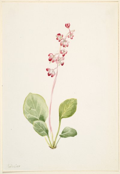 艳丽火龙花（Pyrola asarifolia） 作者 玛丽·沃克斯·沃尔科特