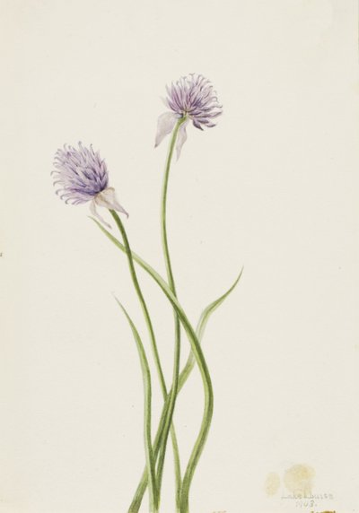 西伯利亚洋葱 Allium sibericum, 1903. 作者 玛丽·沃克斯·沃尔科特