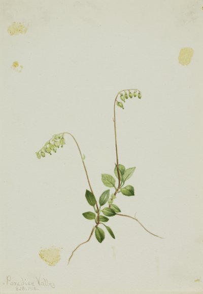 侧铃花 Pyrola（Pyrola secunda） 作者 玛丽·沃克斯·沃尔科特