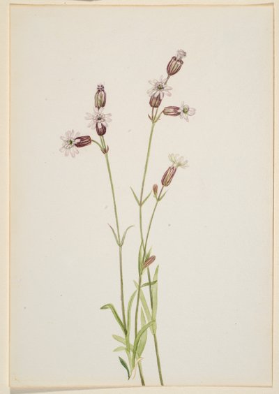 Silene multicaulis 作者 玛丽·沃克斯·沃尔科特