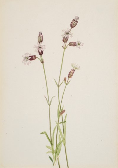 Silene multicaulis，约1900-1920。 作者 玛丽·沃克斯·沃尔科特