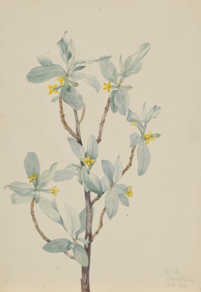 银莓（Elaeagnus commutata） 作者 玛丽·沃克斯·沃尔科特