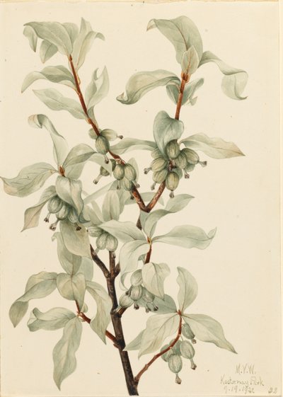 银莓（Elaeagnus commutata） 作者 玛丽·沃克斯·沃尔科特