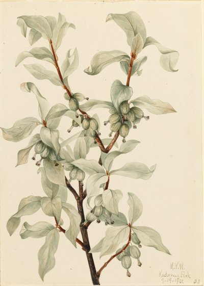 银莓 Elaeagnus commutata, 1922. 作者 玛丽·沃克斯·沃尔科特