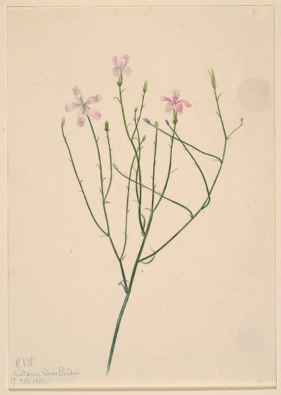 骷髅花（Lygodesmia juncea） 作者 玛丽·沃克斯·沃尔科特