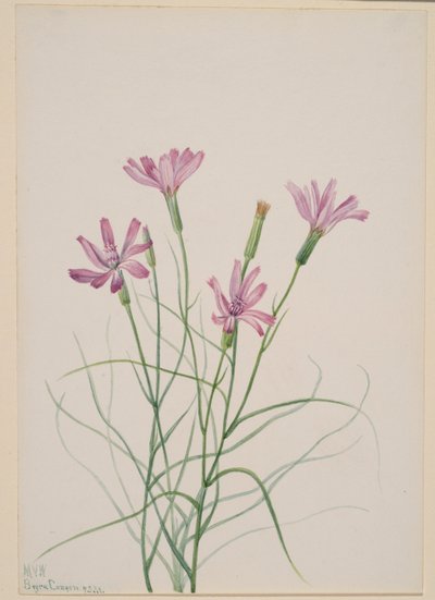 骷髅草（Lygodesmia grandiflora） 作者 玛丽·沃克斯·沃尔科特