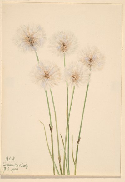 细棉草（Eriophorum chamissonis） 作者 玛丽·沃克斯·沃尔科特