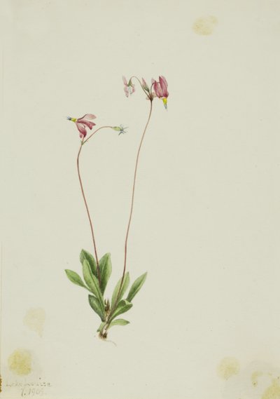 纤细射击之星（Dodecatheon pauciflorum） 作者 玛丽·沃克斯·沃尔科特