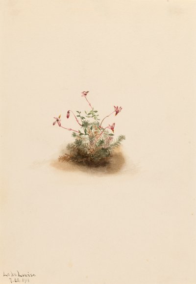 小红莓 Oxycoccus palustris, 1911. 作者 玛丽·沃克斯·沃尔科特