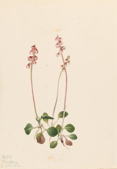 小火奴鲁鲁（Pyrola minor） 作者 玛丽·沃克斯·沃尔科特