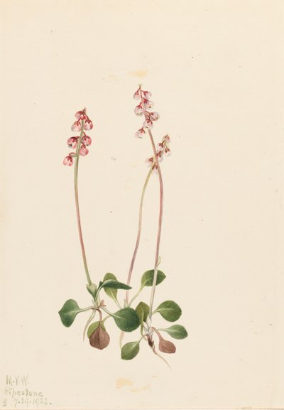 小Pyrola Pyrola minor Pyrola minor, 1922. 作者 玛丽·沃克斯·沃尔科特