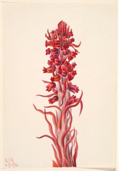 雪肤草（Sarcodes sanguinea） 作者 玛丽·沃克斯·沃尔科特