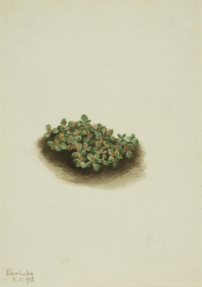 雪柳（Salix nivalis） 作者 玛丽·沃克斯·沃尔科特